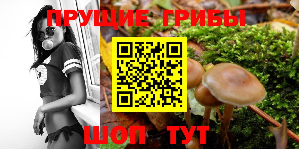 Псилоцибиновые грибы мицелий Ноябрьск